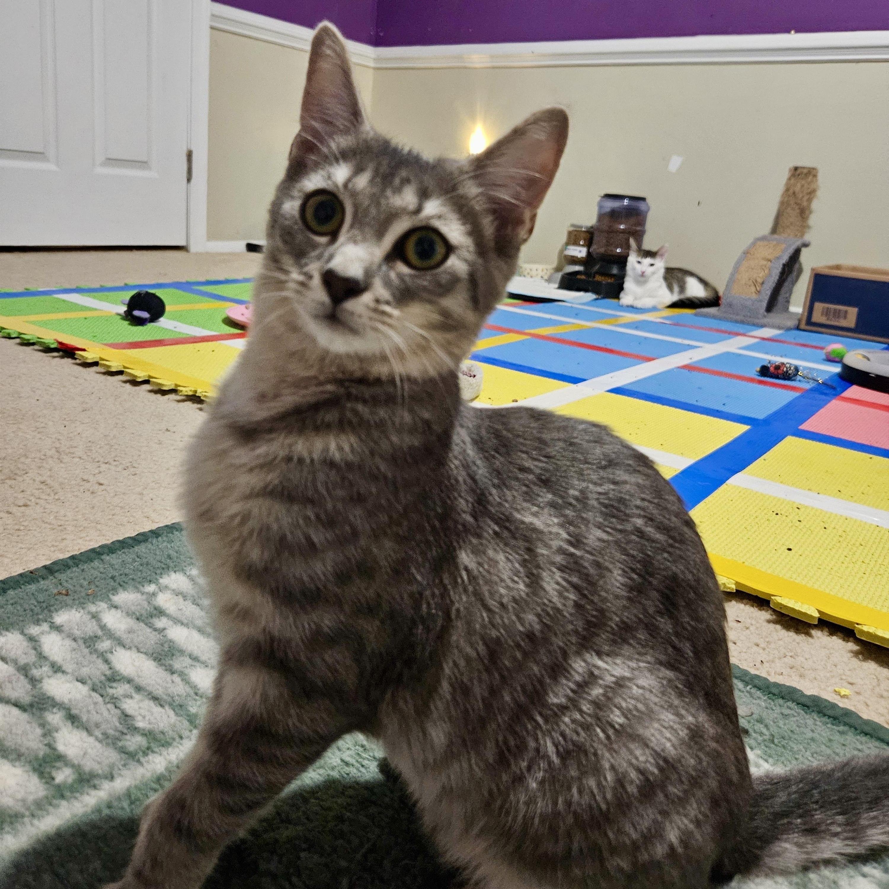 Enlarge Valiant, a Adoptable Domestic Short Hair in Richmond, VA image 2/5