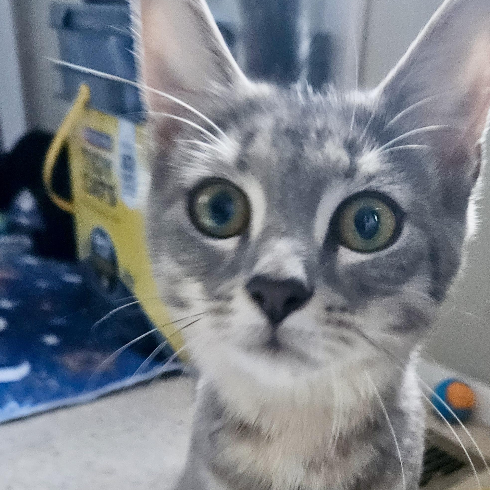 Enlarge Valiant, a Adoptable Domestic Short Hair in Richmond, VA image 5/5