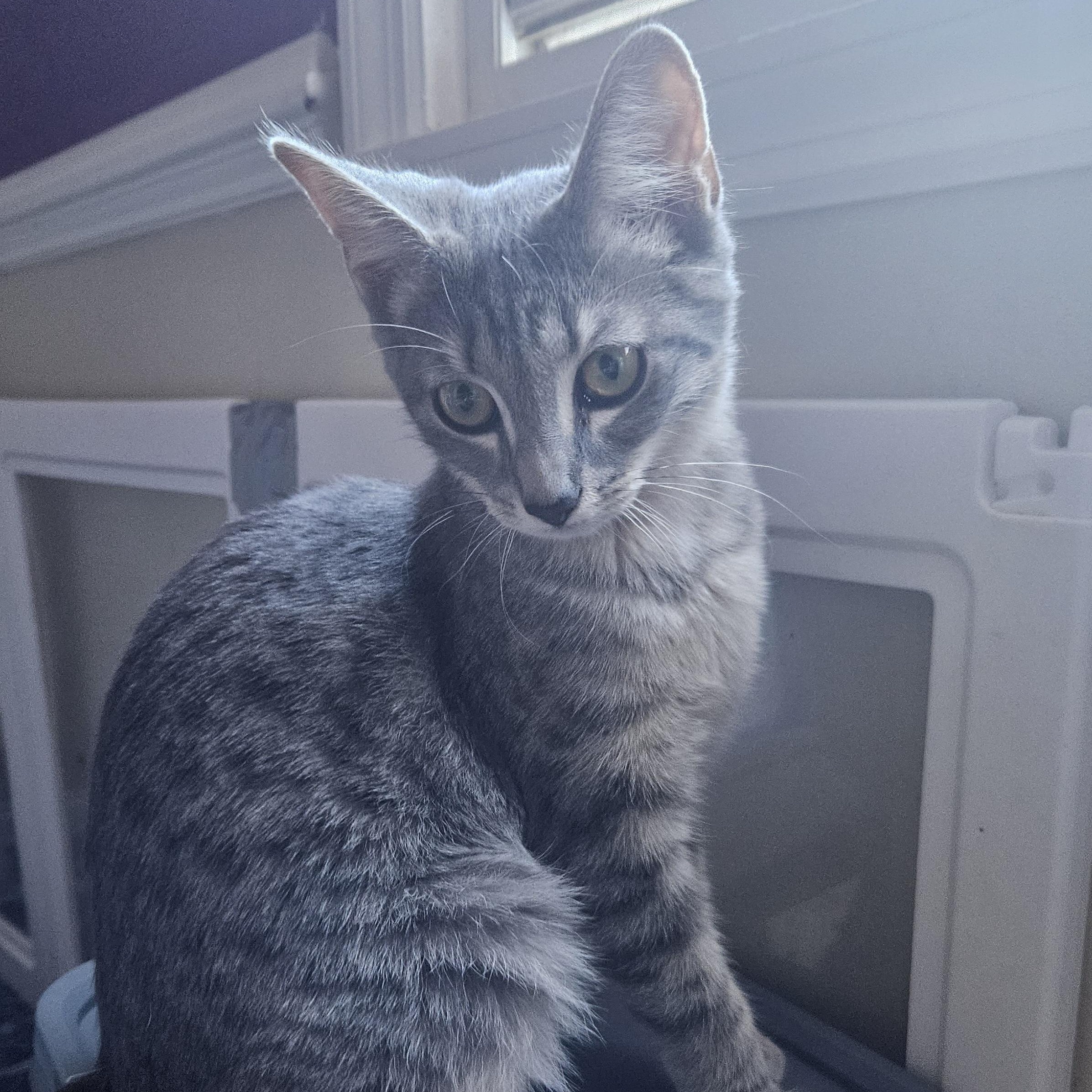 Enlarge Valiant, a Adoptable Domestic Short Hair in Richmond, VA image 3/5