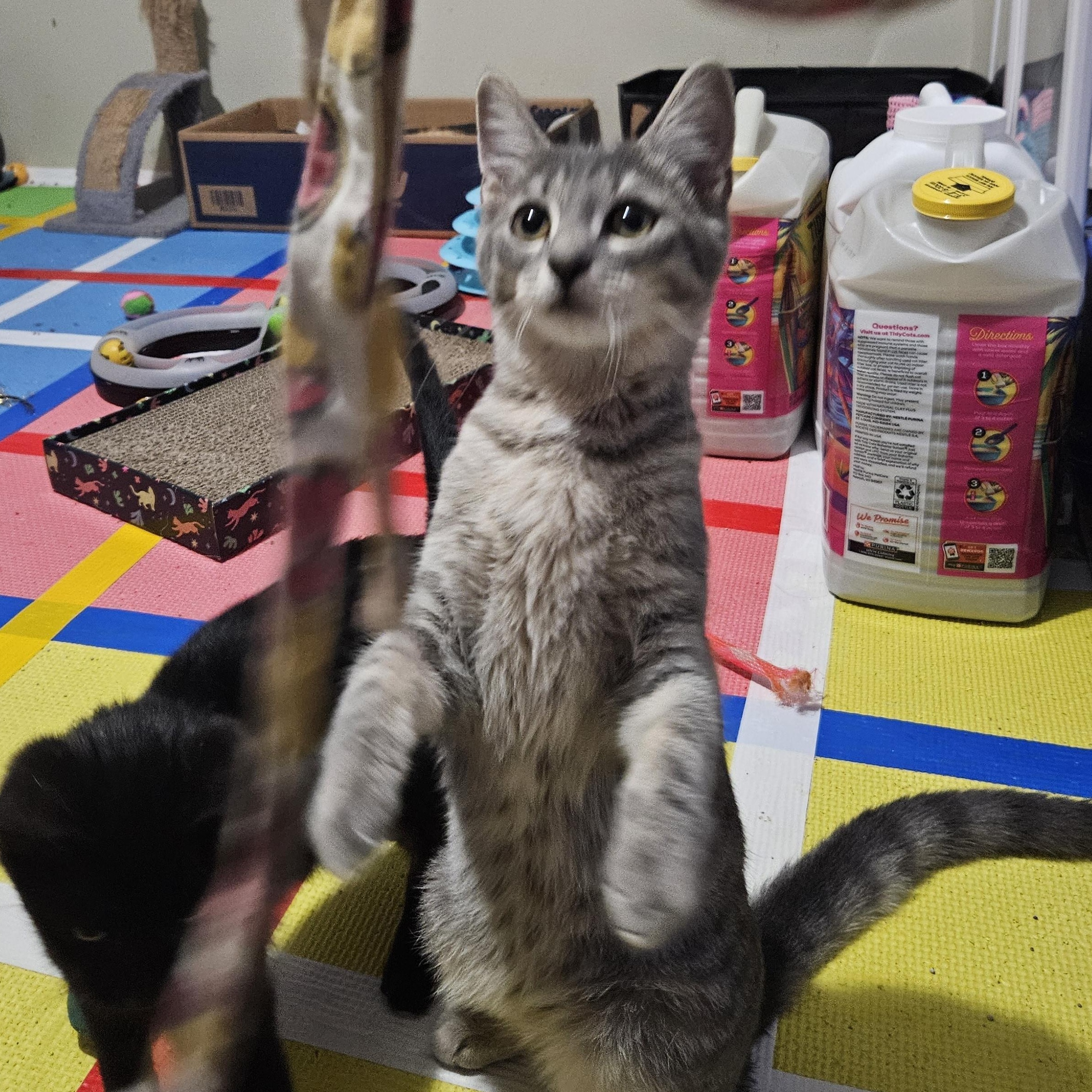 Enlarge Valiant, a Adoptable Domestic Short Hair in Richmond, VA image 4/5