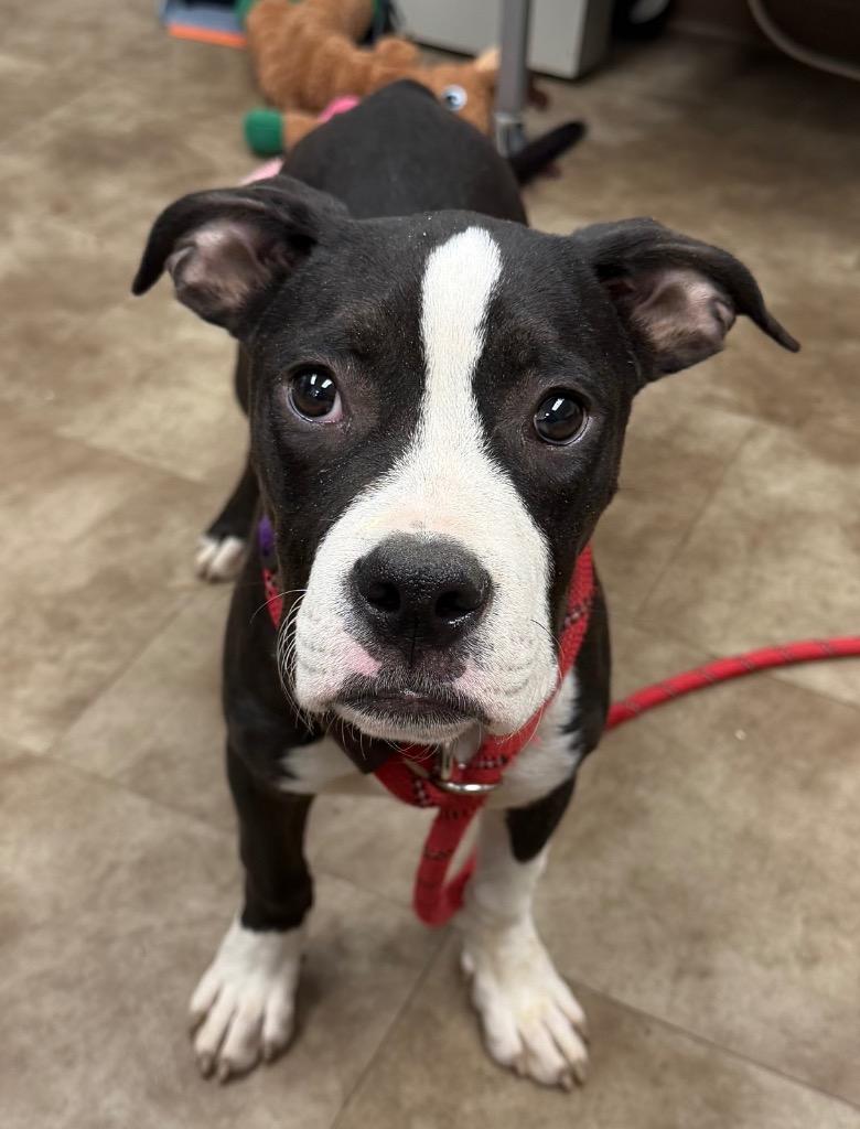 Aster, Adoptable, Puppy Female Boxer.