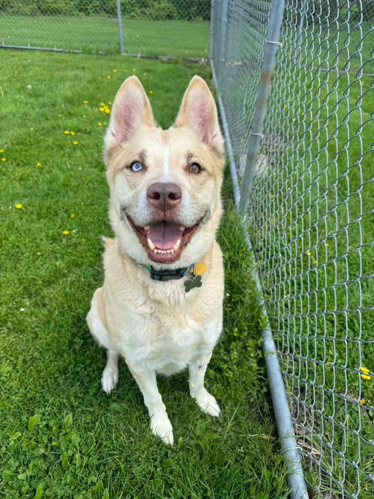Enlarge Loki, a Adoptable mixed breed in Marion, OH image 1/1