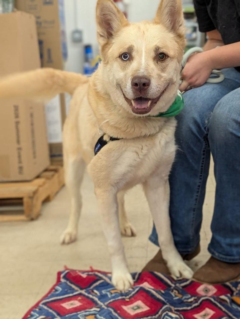 Enlarge Loki, a Adoptable mixed breed in Marion, OH image 2/2