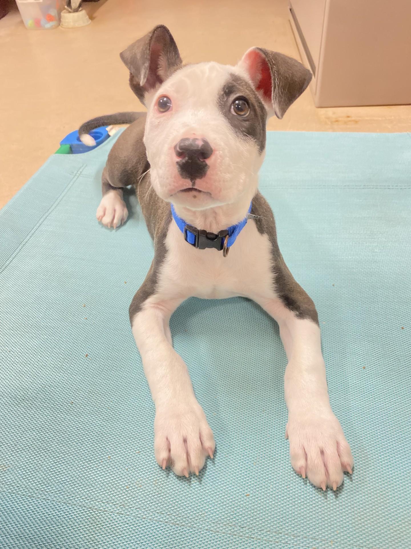 Ray, Adopted, Puppy Male Pit Bull Terrier.