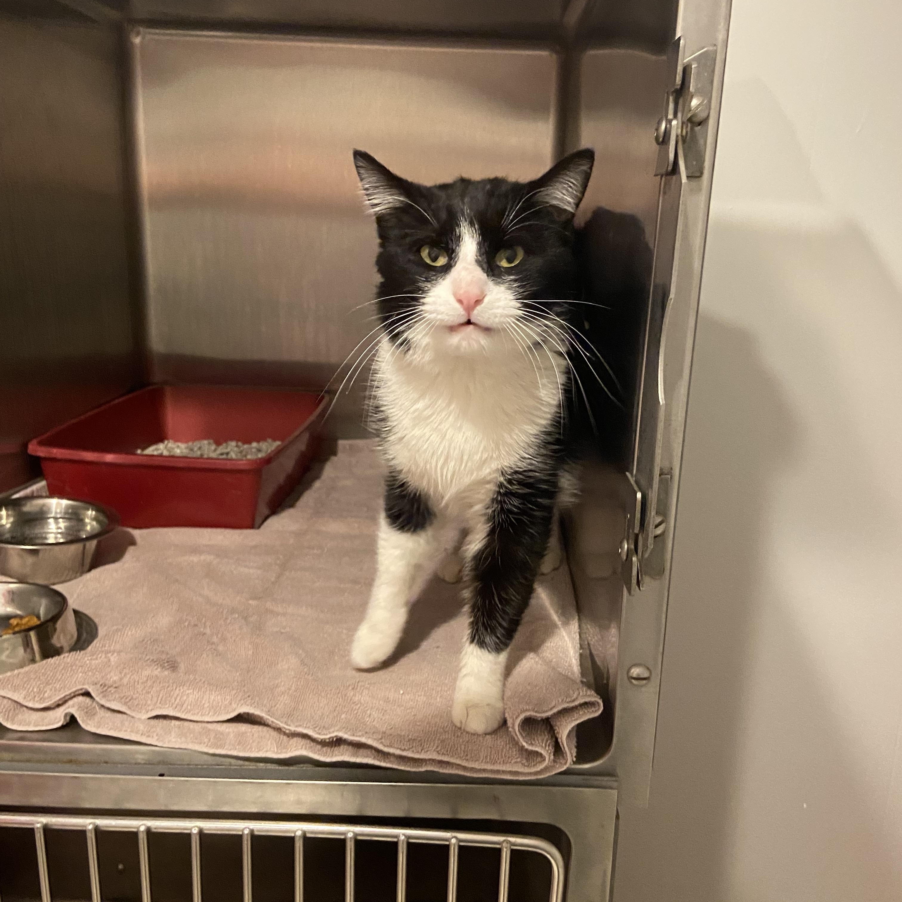 Enlarge FELIX, a Adopted Domestic Short Hair in Nashville, TN image 1/5