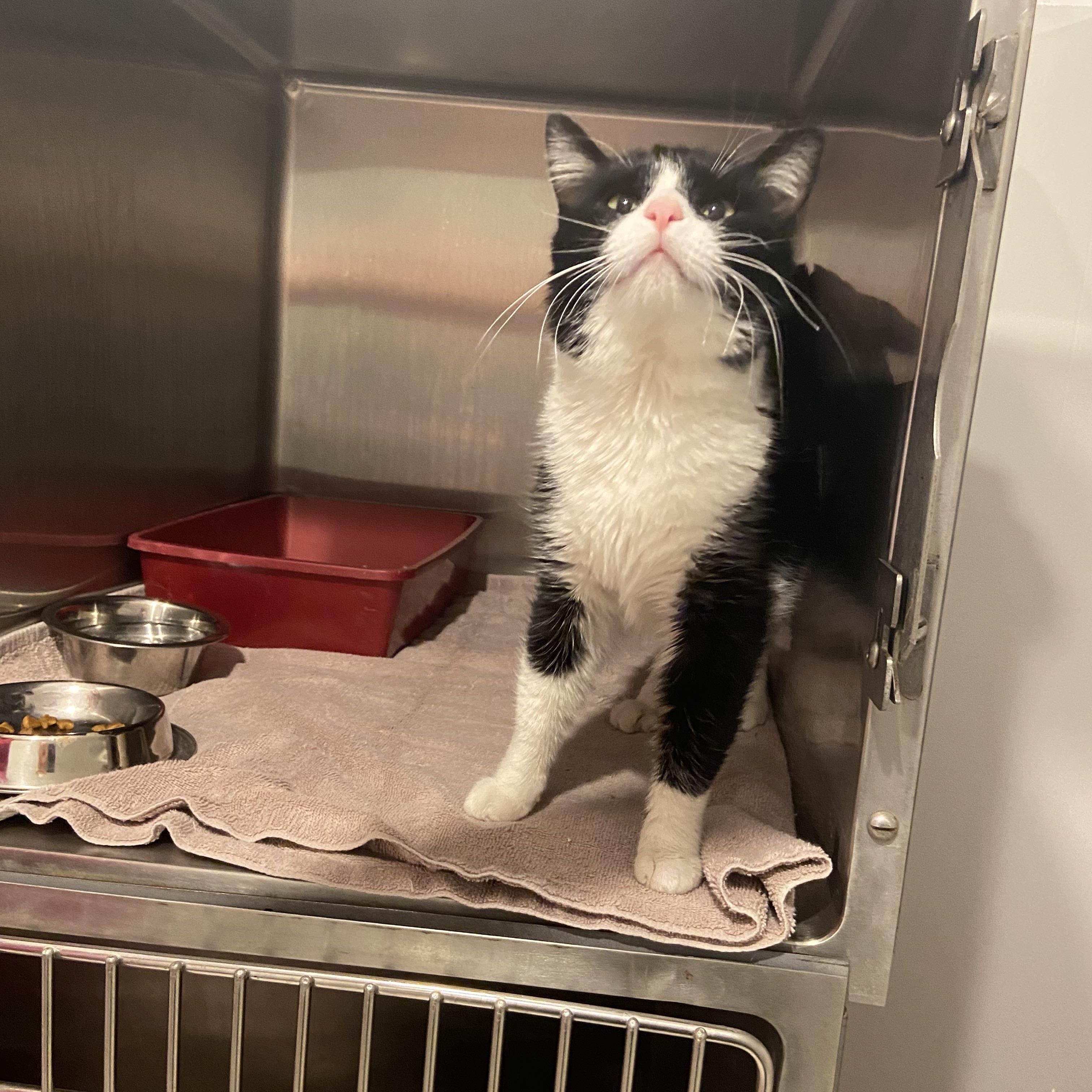 Enlarge FELIX, a Adopted Domestic Short Hair in Nashville, TN image 2/5