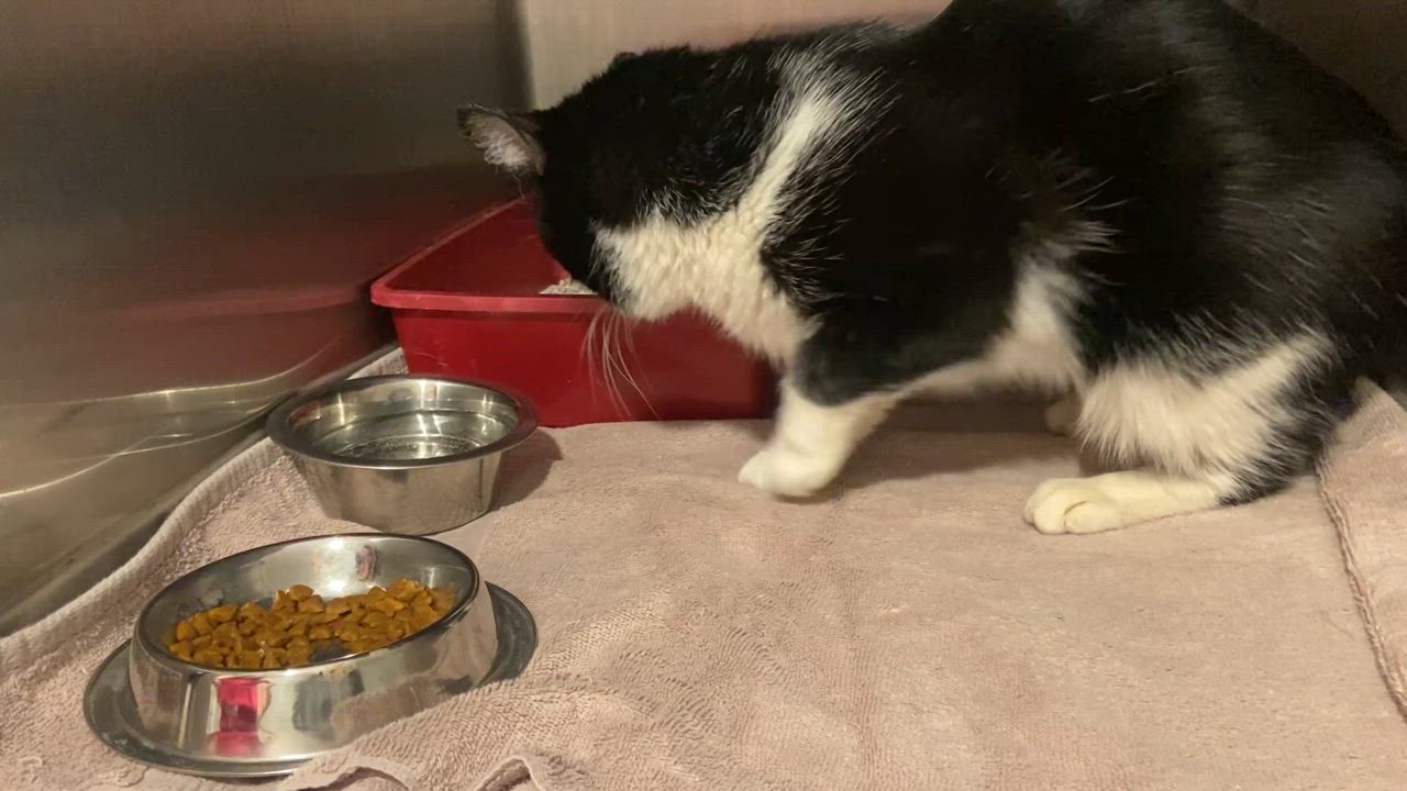 Enlarge FELIX, a Adopted Domestic Short Hair in Nashville, TN video 4/5