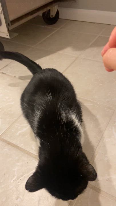 Enlarge FELIX, a Adopted Domestic Short Hair in Nashville, TN video 5/5