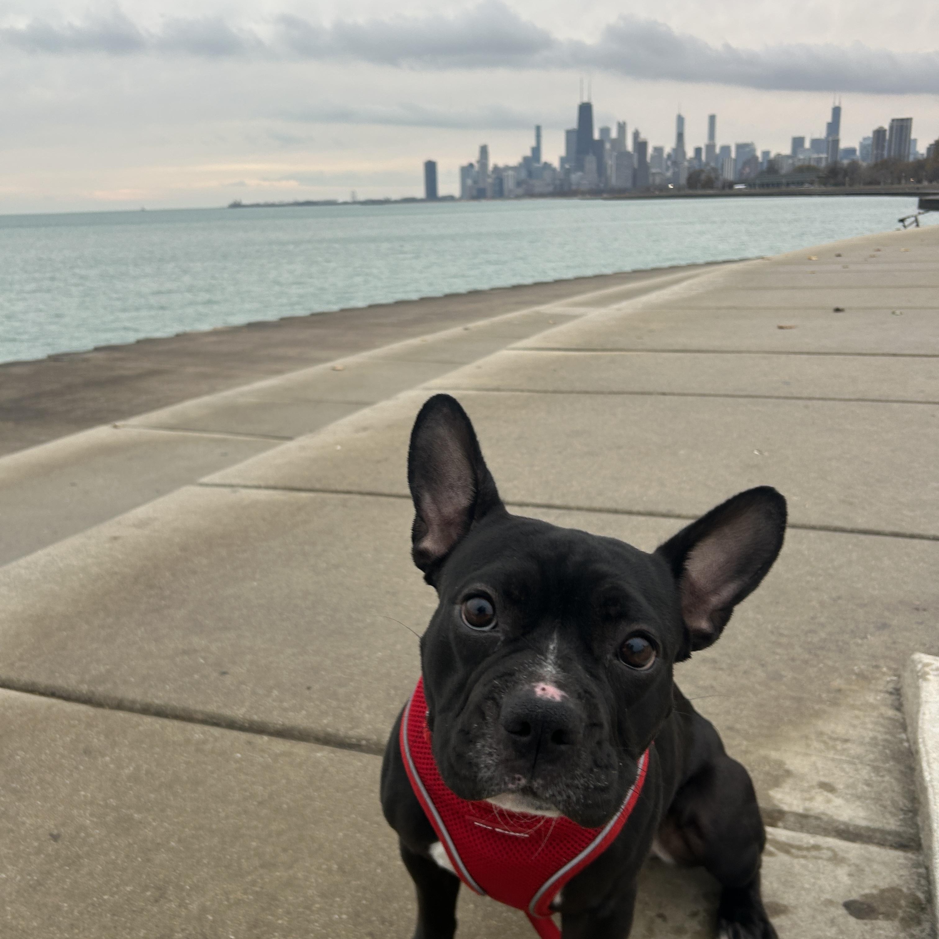 Enlarge Lucille, a Adoptable mixed breed in Chicago, IL image 2/4