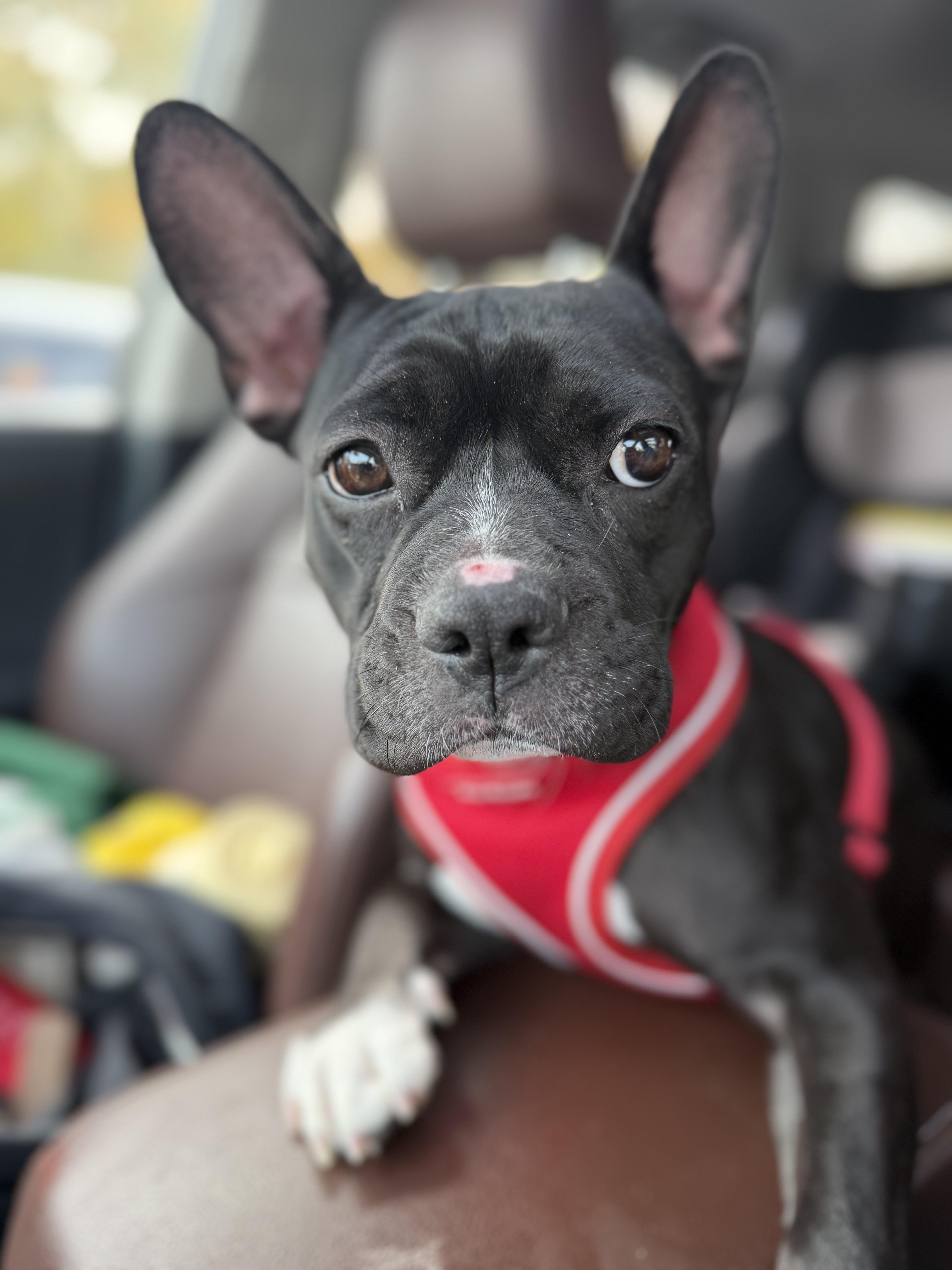 Enlarge Lucille, a Adoptable mixed breed in Chicago, IL image 1/4