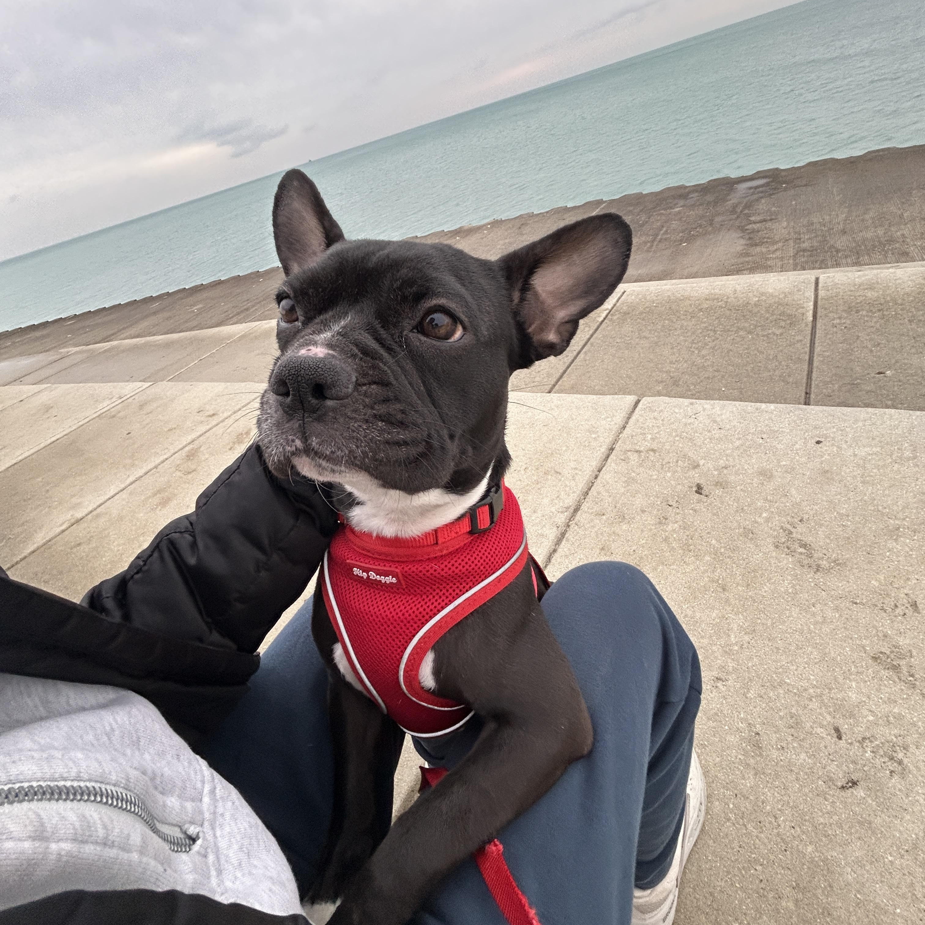 Enlarge Lucille, a Adoptable mixed breed in Chicago, IL image 3/4