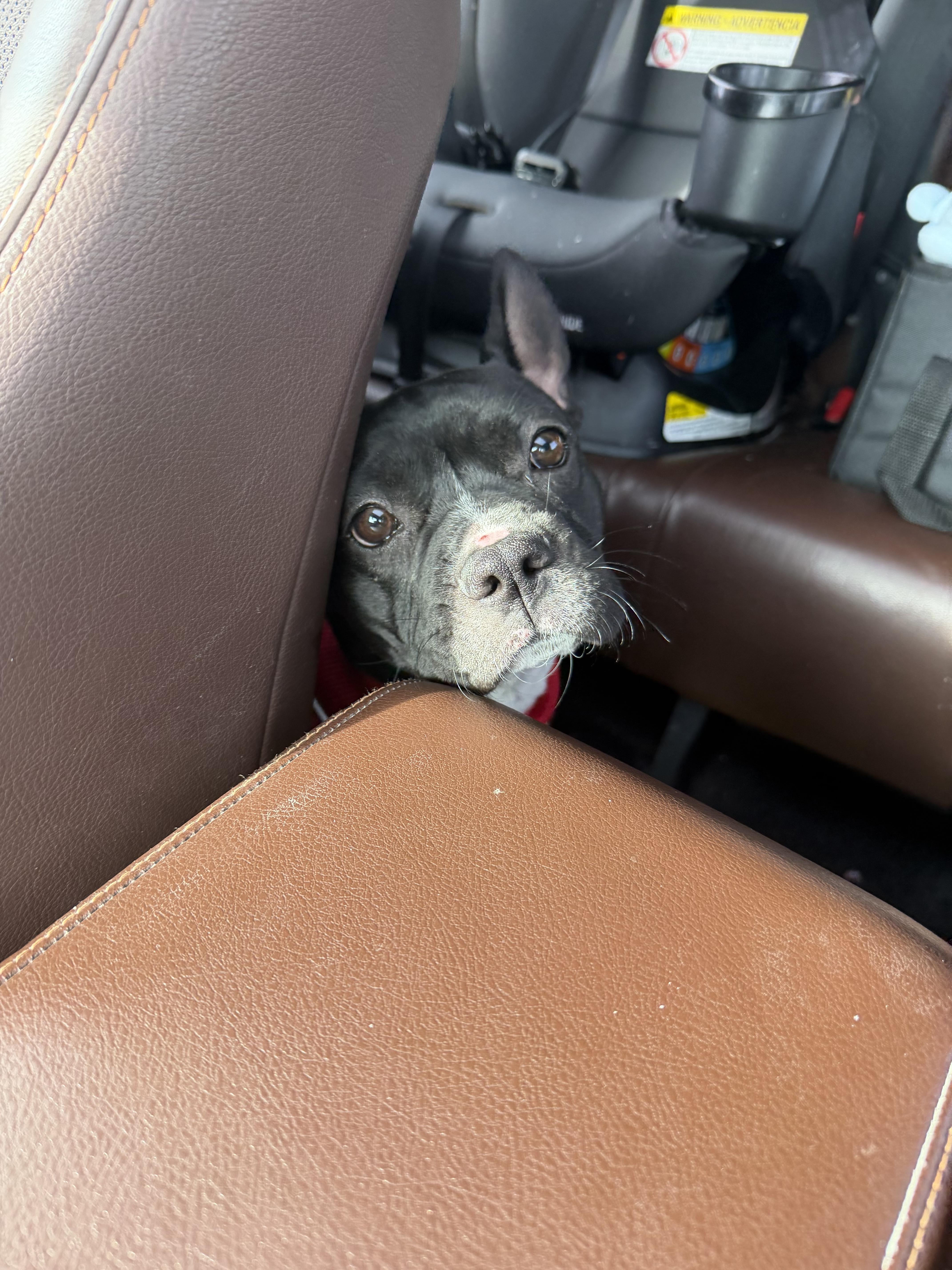 Enlarge Lucille, a Adoptable mixed breed in Chicago, IL image 4/4