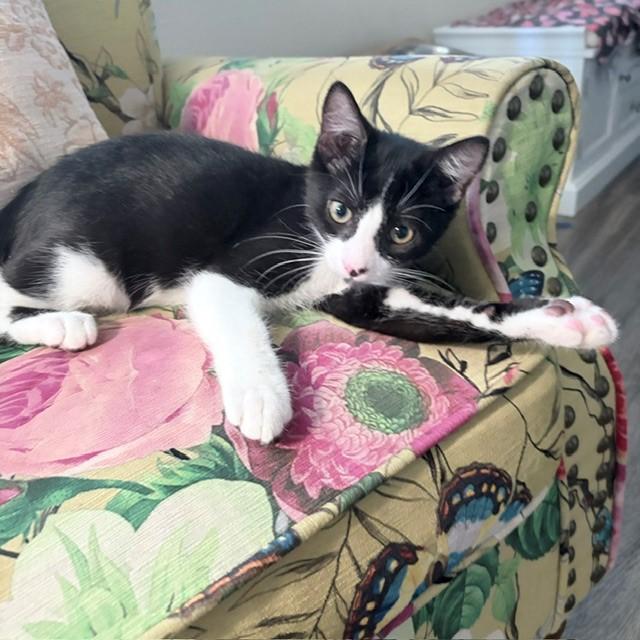 Oreo, a ADOPTABLE Domestic Short Hair in Mission Hills, CA image 4/5
