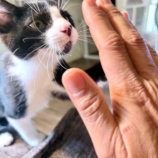 Oreo, a ADOPTABLE Domestic Short Hair in Mission Hills, CA image 5/5