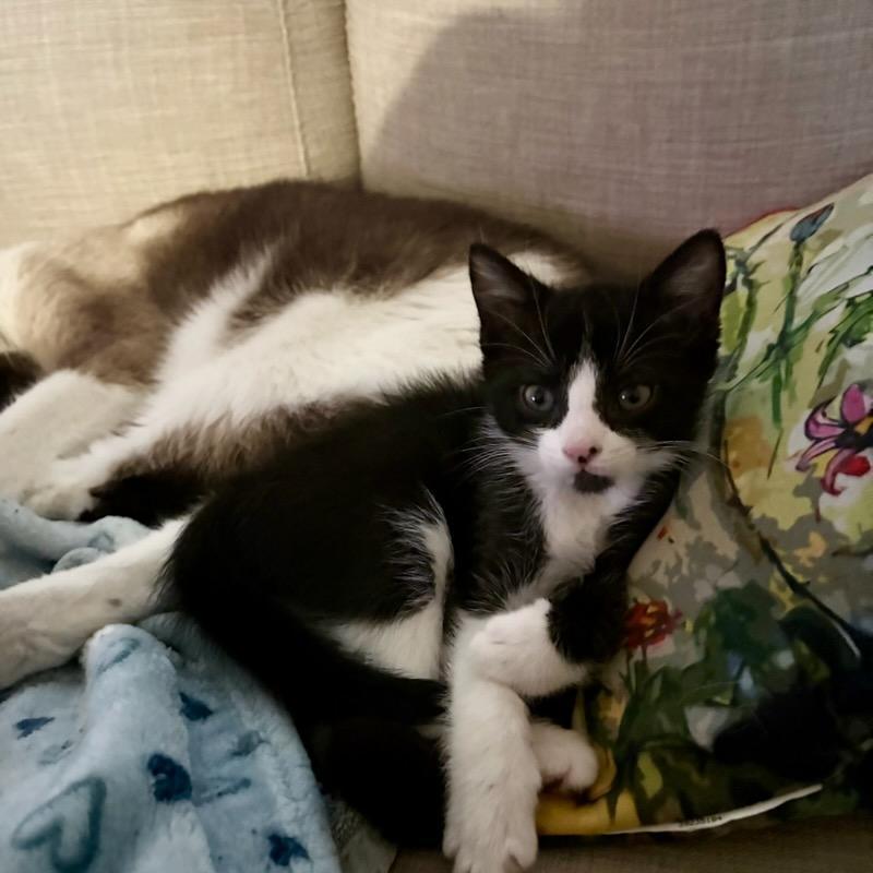 Oreo, a ADOPTABLE Domestic Short Hair in Mission Hills, CA image 2/5