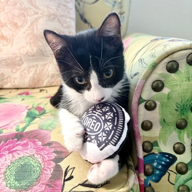 Oreo, ADOPTABLE, Kitten Male Domestic Short Hair.