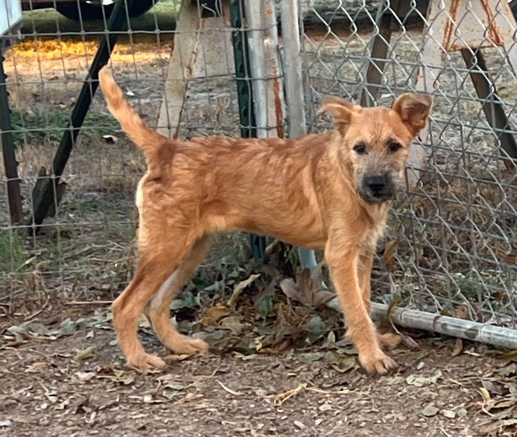 Enlarge Dory, a Adoptable Mixed Breed in Temple, TX image 2/3