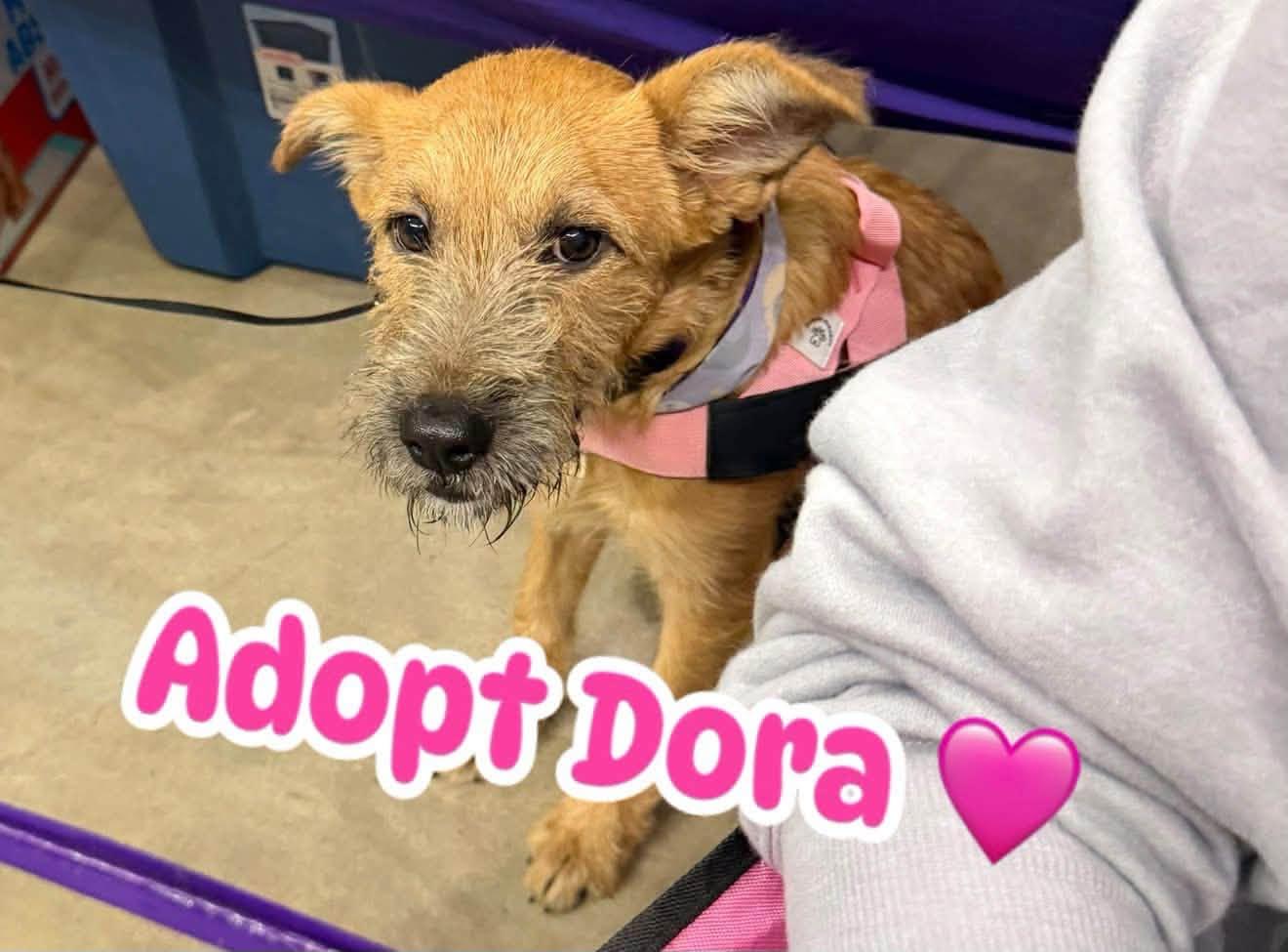 Enlarge Dory, a Adoptable Mixed Breed in Temple, TX image 1/3