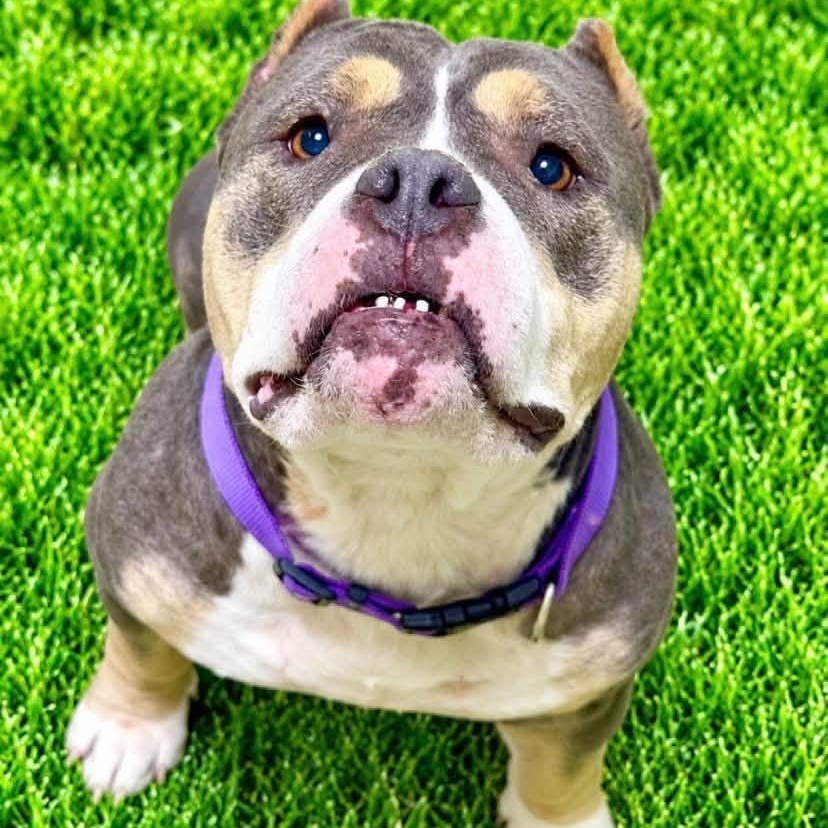 Liberty, Adopted, Adult Female American Bully.