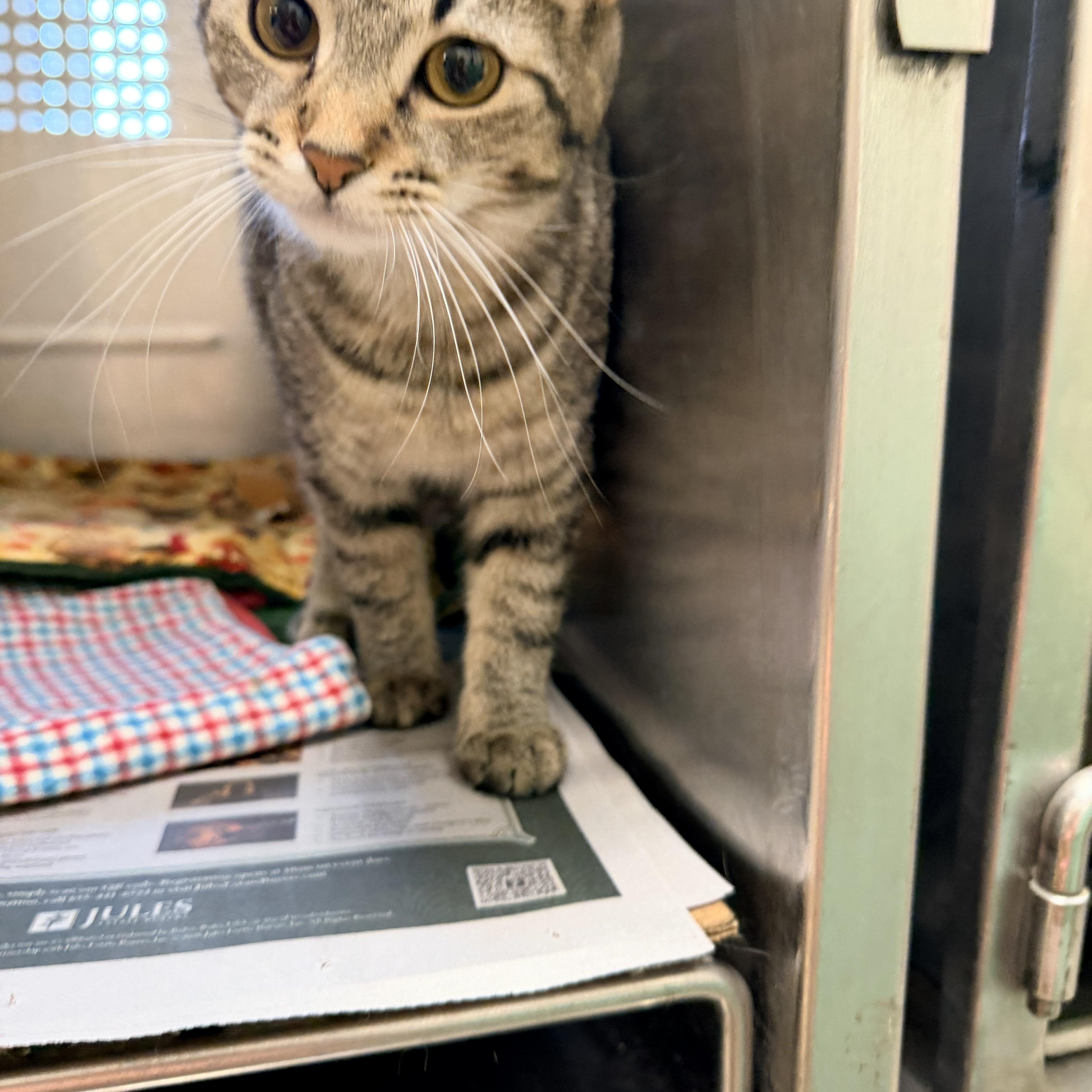 Enlarge Sasha, an adoptable Domestic Short Hair in Logan, OH image 4/4