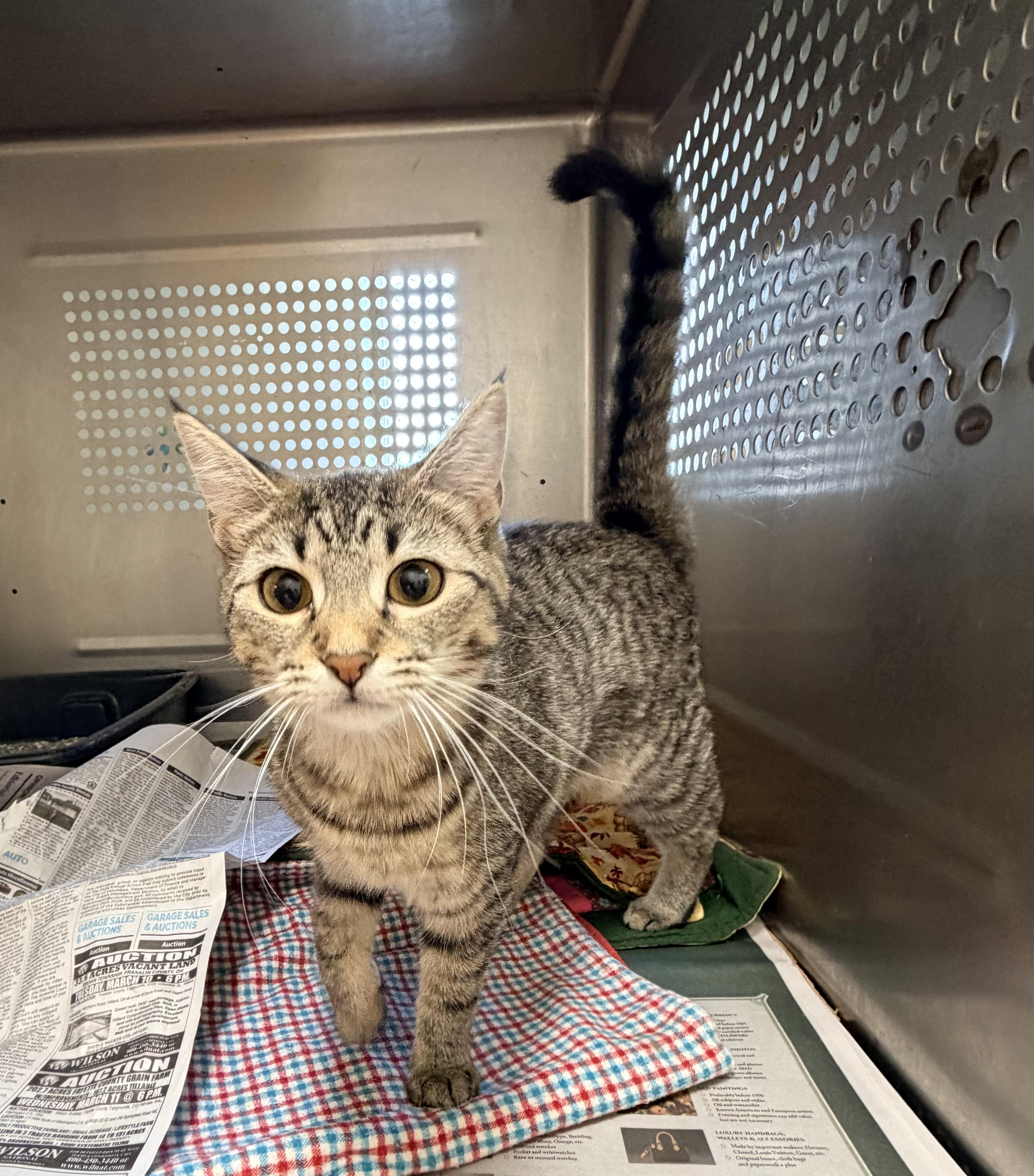 Sasha, adoptable, Young Female Domestic Short Hair.