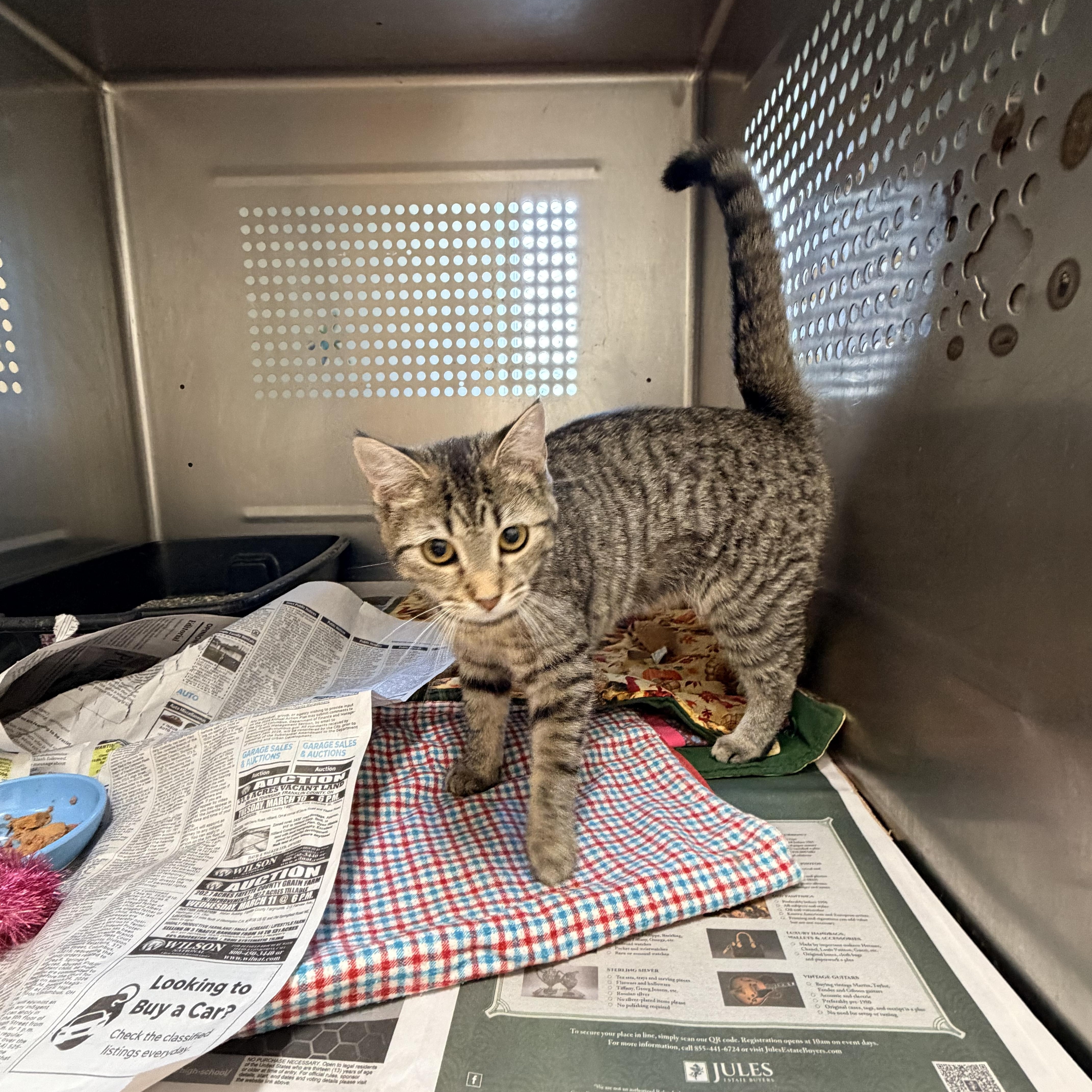 Enlarge Sasha, an adoptable Domestic Short Hair in Logan, OH image 2/4