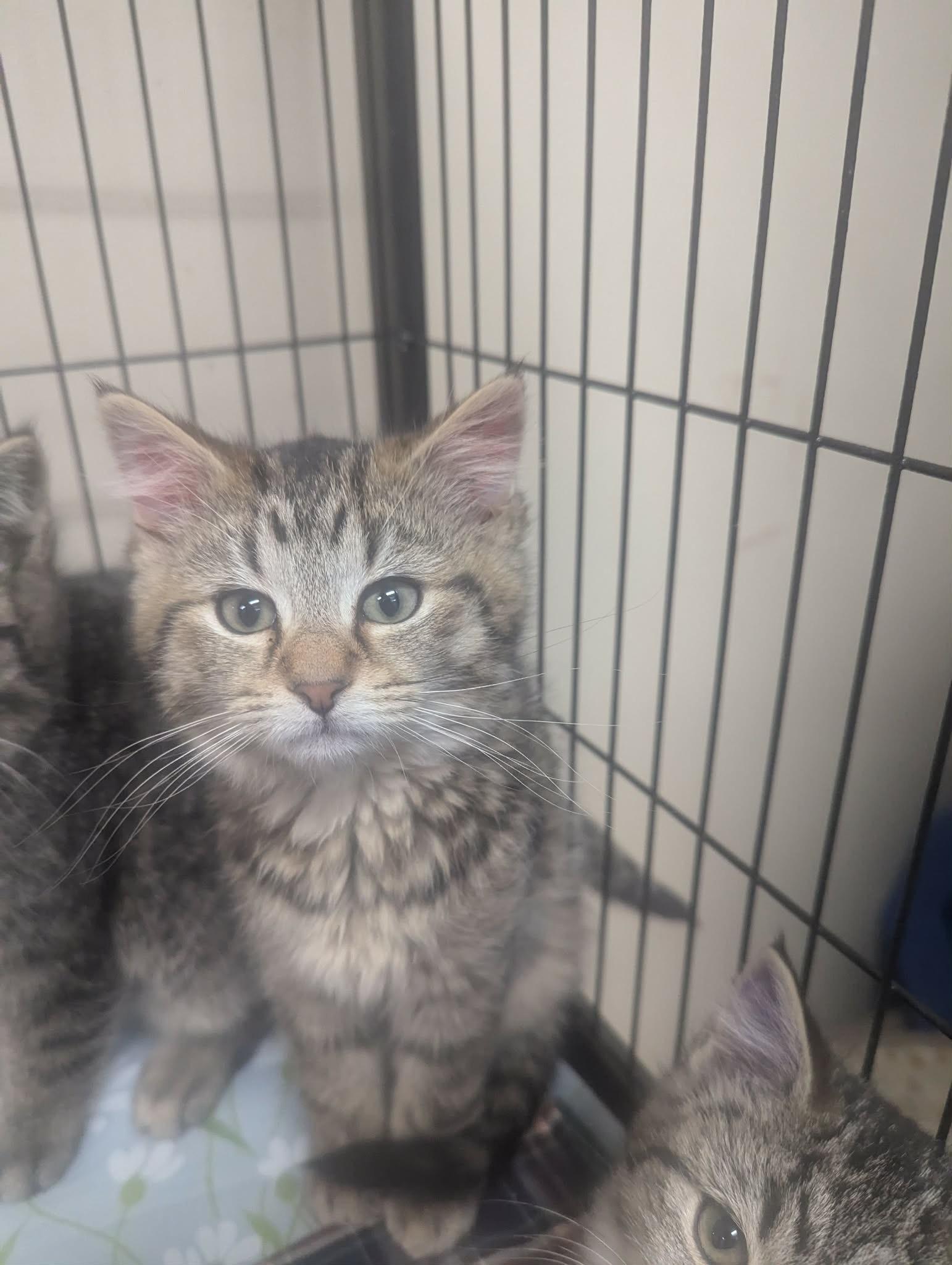 Enlarge Sasha, an adoptable Domestic Short Hair in Logan, OH image 3/4