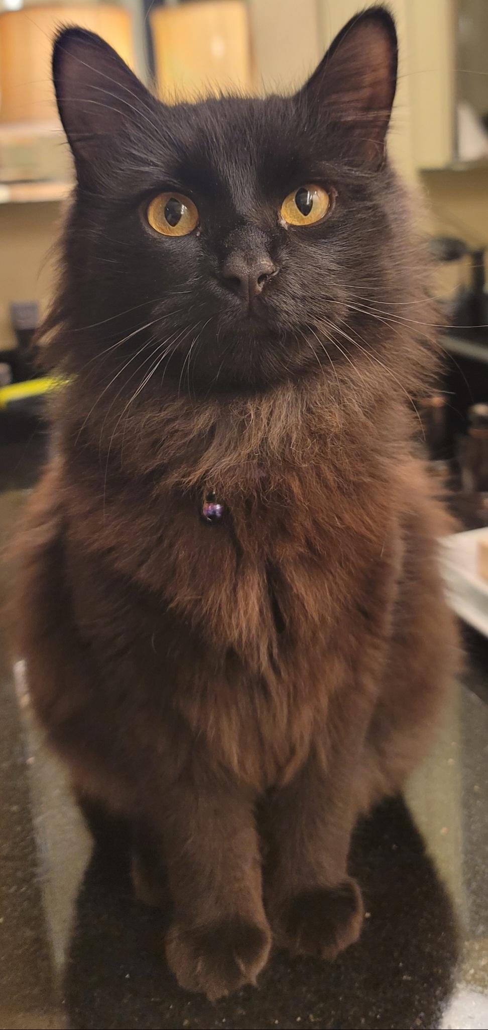 Duncan, adopted, Kitten Male Maine Coon.