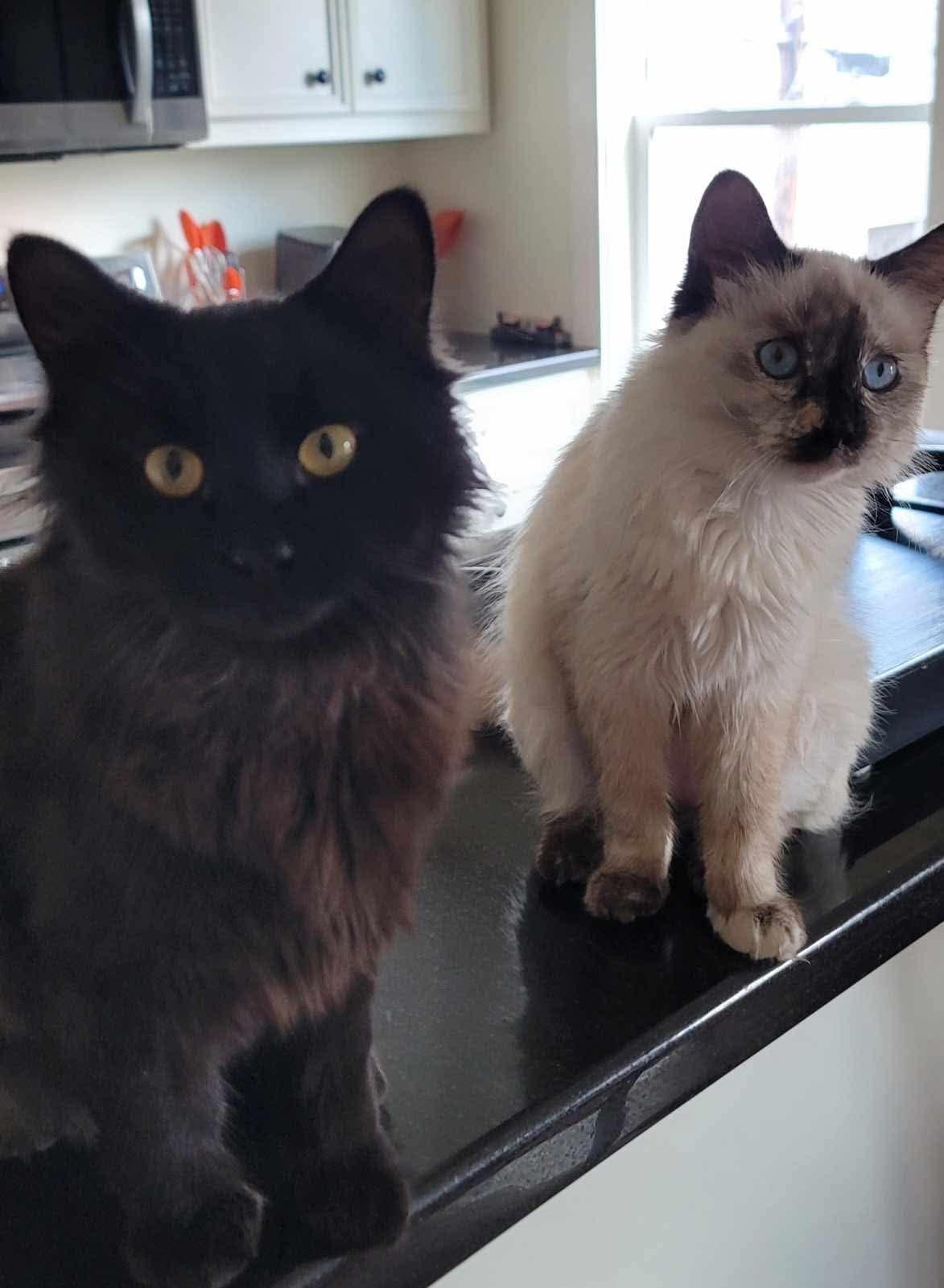 Enlarge Duncan, an adopted Maine Coon in Houston, TX image 4/4