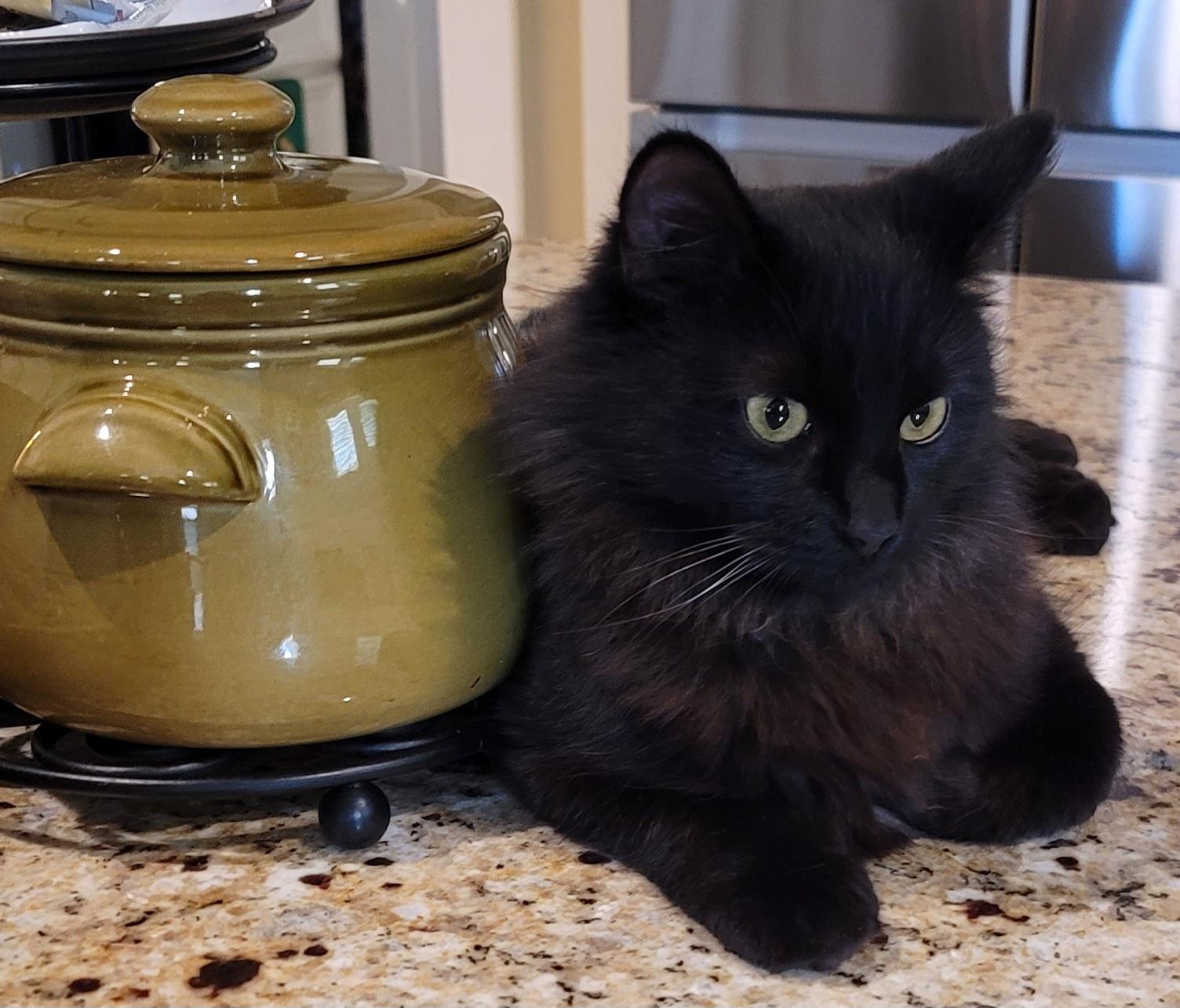 Enlarge Duncan, an adopted Maine Coon in Houston, TX image 3/4