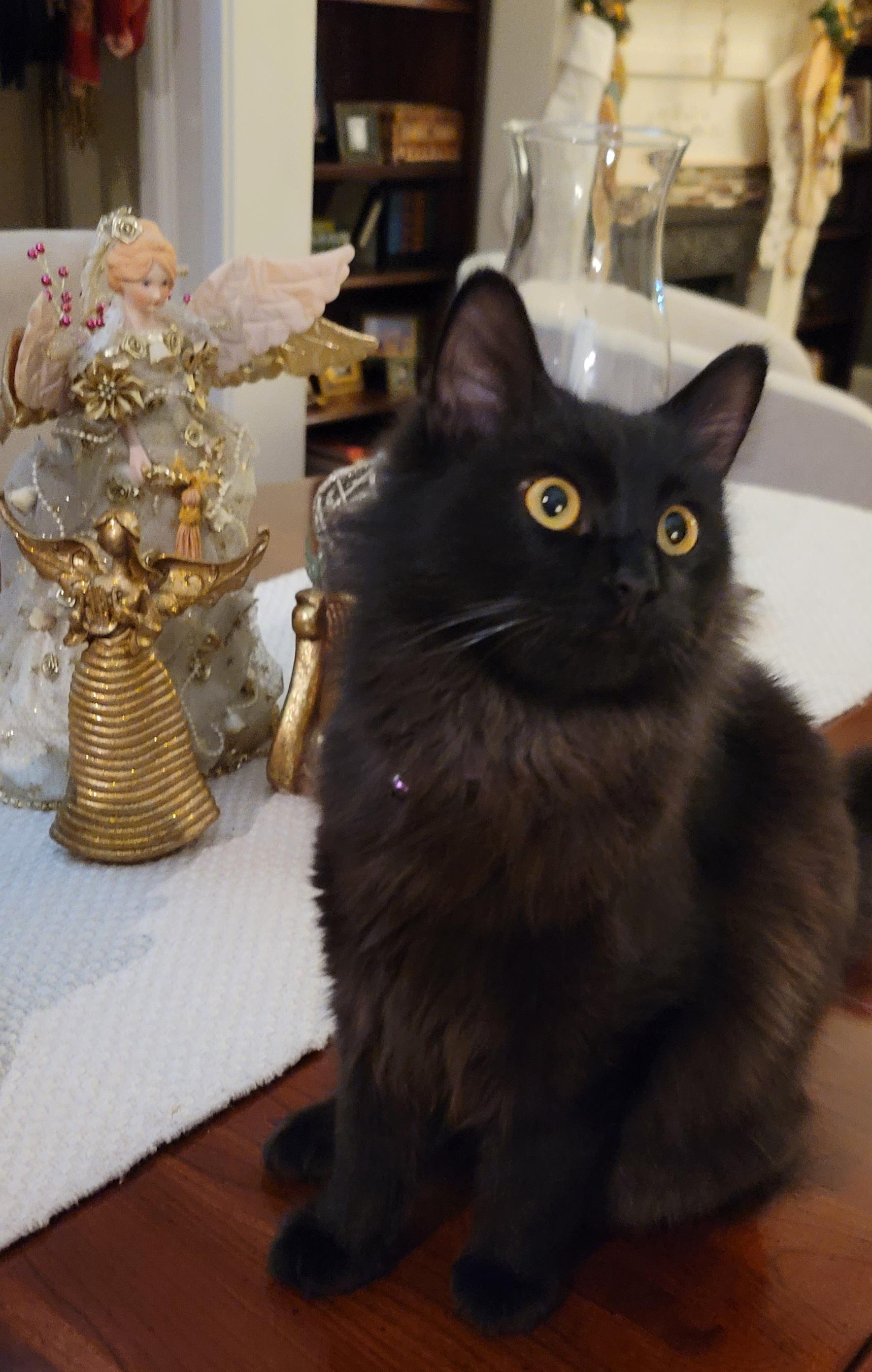 Enlarge Duncan, an adopted Maine Coon in Houston, TX image 2/4