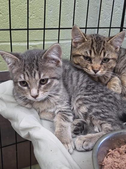 Twinkie, Adoptable, Kitten Female Domestic Short Hair & Domestic Short Hair.