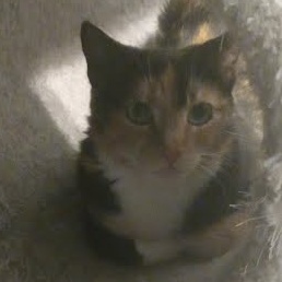 Nishi *COURTESY POST*, an adoptable Calico, Domestic Short Hair in Sacramento, CA, 95834 | Photo Image 1