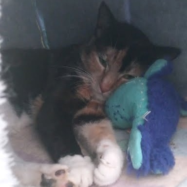 Nishi *COURTESY POST*, a Adoptable mixed breed in Sacramento, CA image 2/3