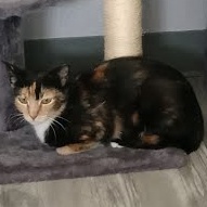 Nishi *COURTESY POST*, an adoptable Calico, Domestic Short Hair in Sacramento, CA, 95834 | Photo Image 3
