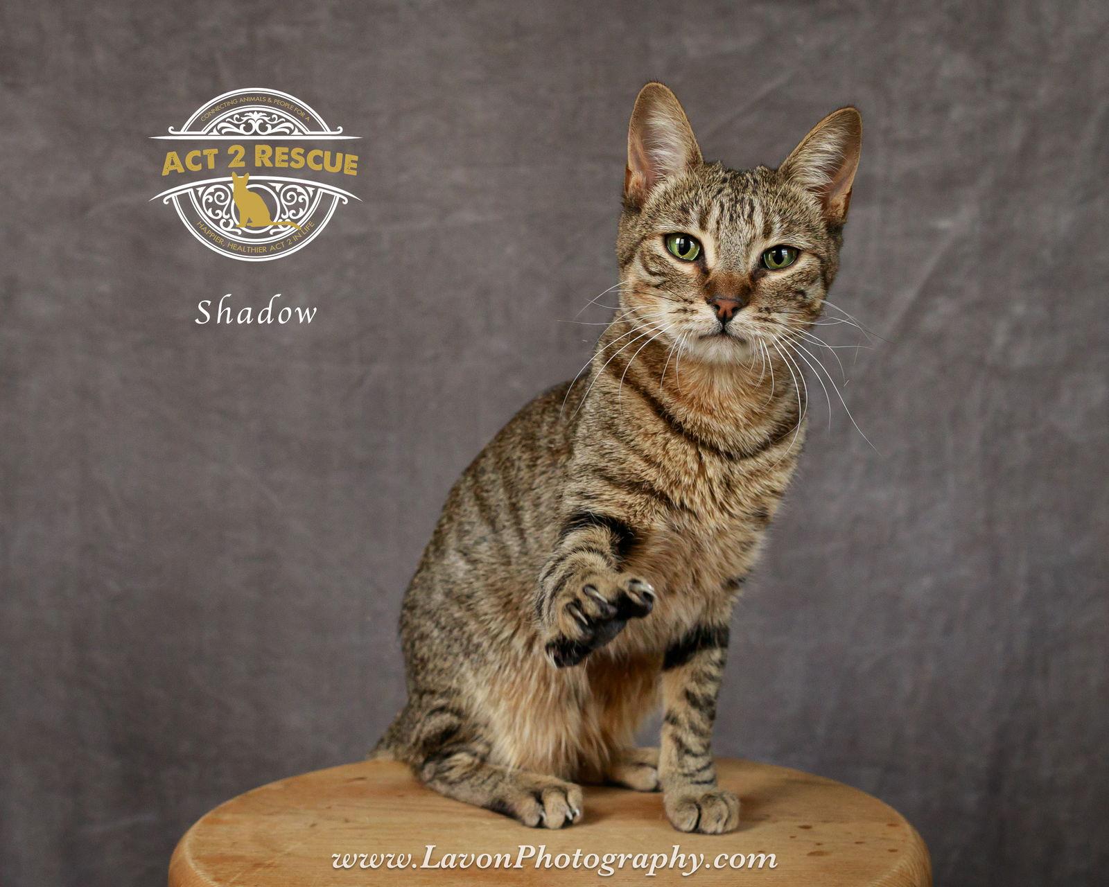 Shadow, a Adoptable Domestic Short Hair in Riverside, CA image 1/3