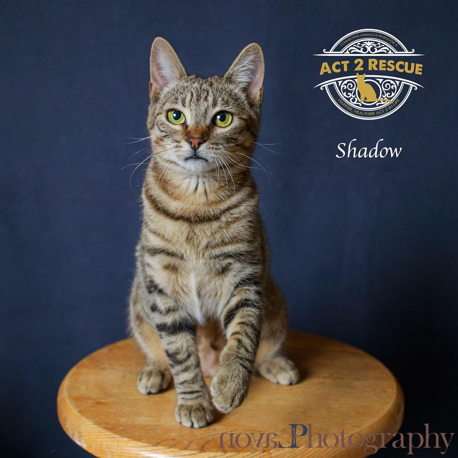Shadow, a Adoptable Domestic Short Hair in Riverside, CA image 2/3