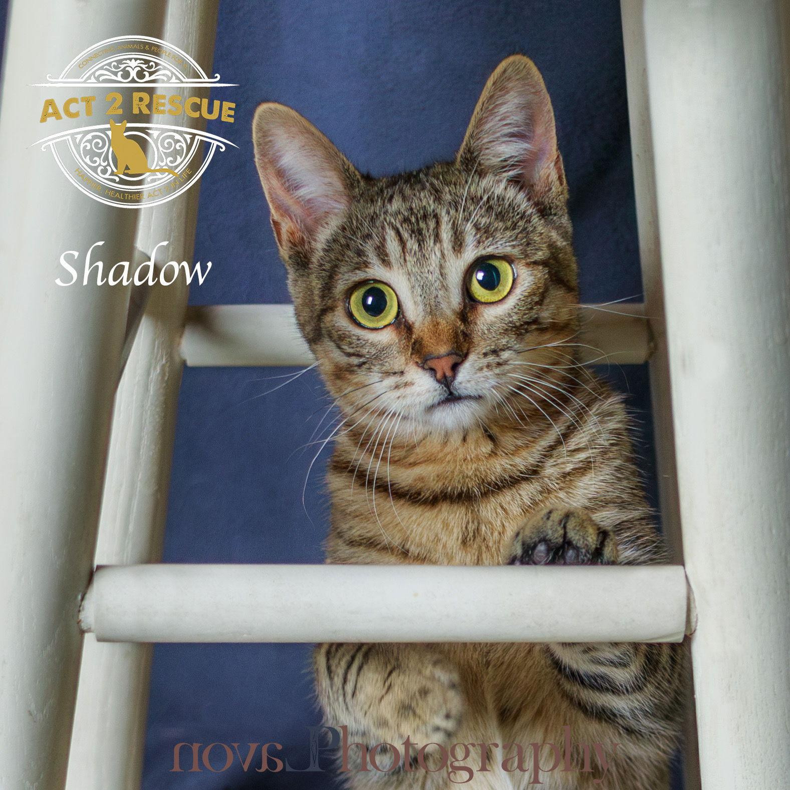 Shadow, a Adoptable Domestic Short Hair in Riverside, CA image 3/3