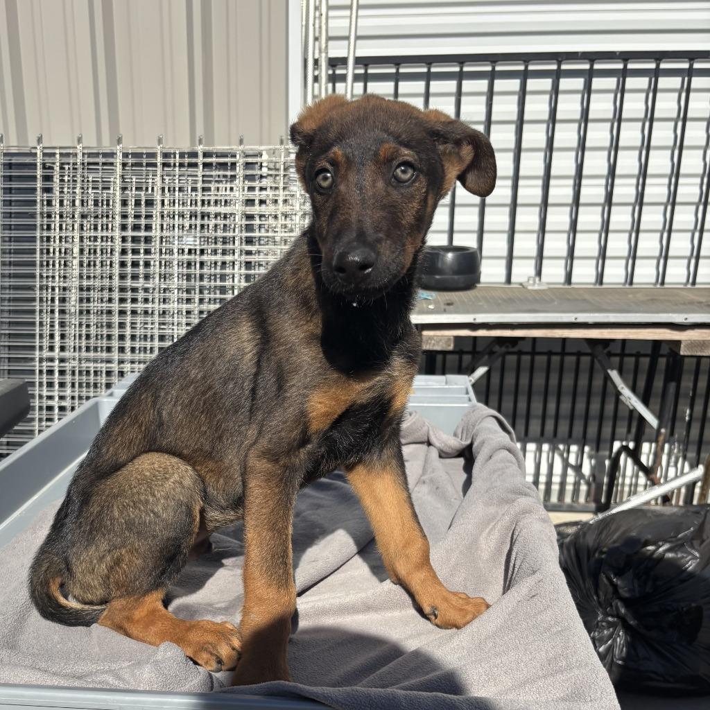 Noble, Adoptable, Puppy Male German Shepherd Dog & Mixed Breed.