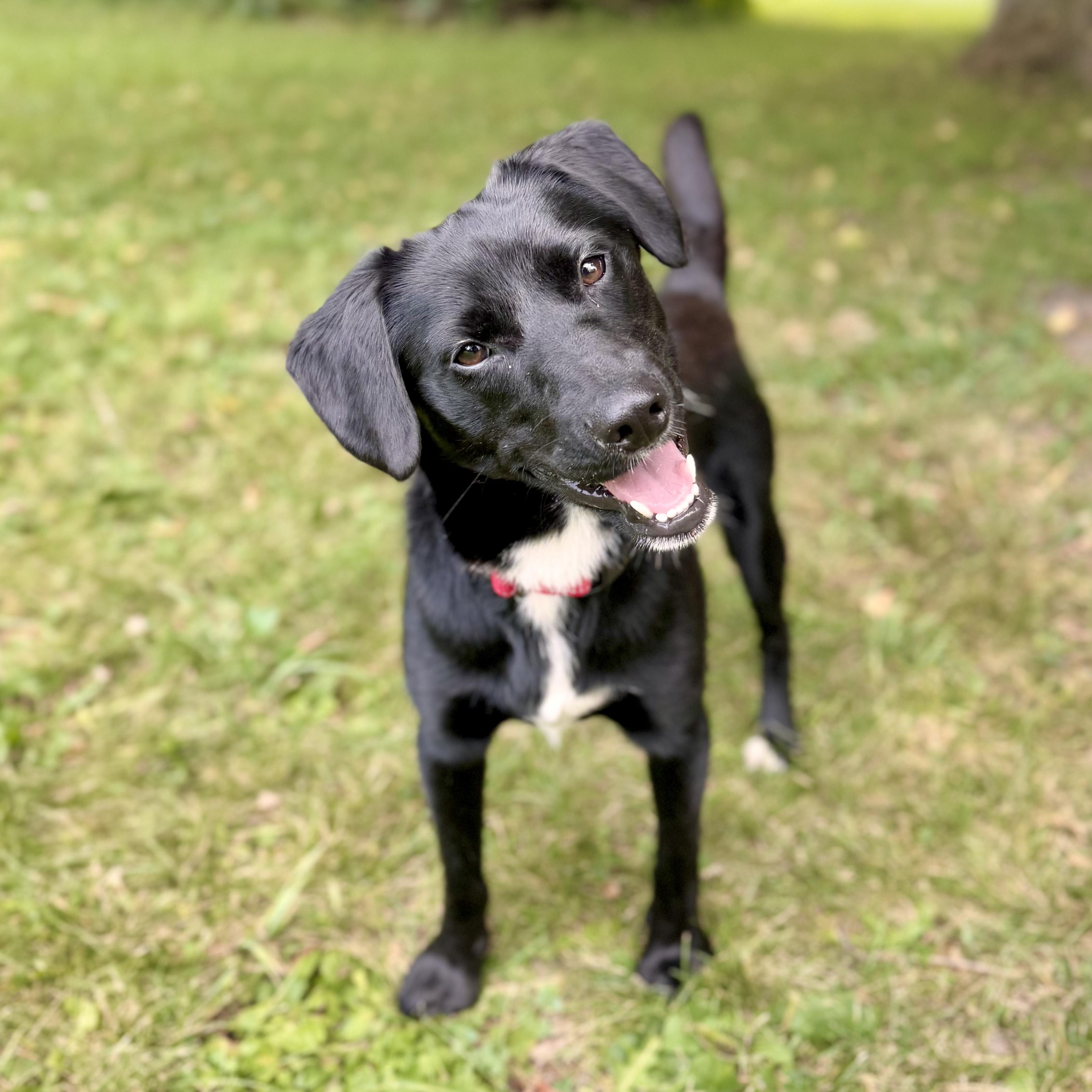 Frodo Stray