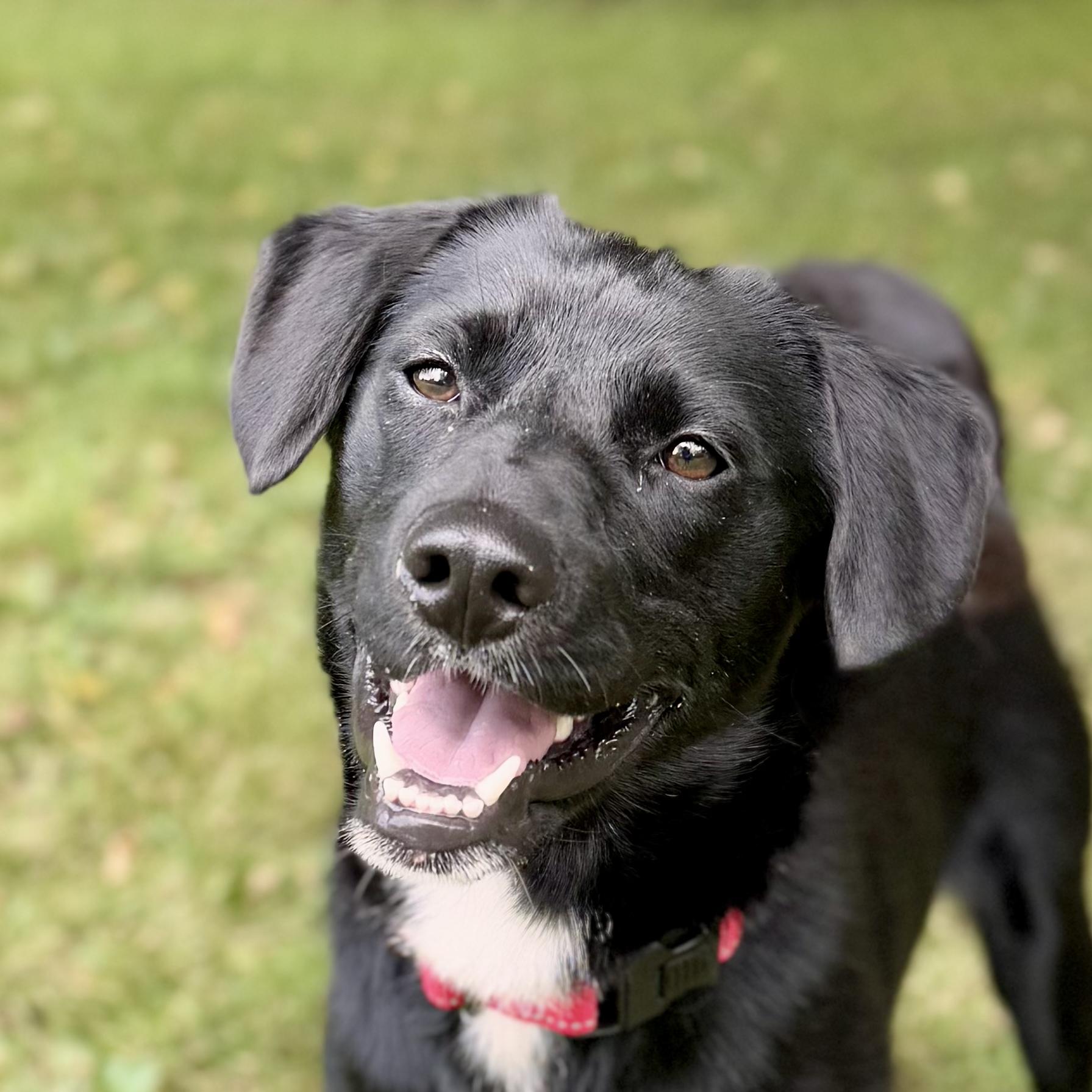 Frodo Stray