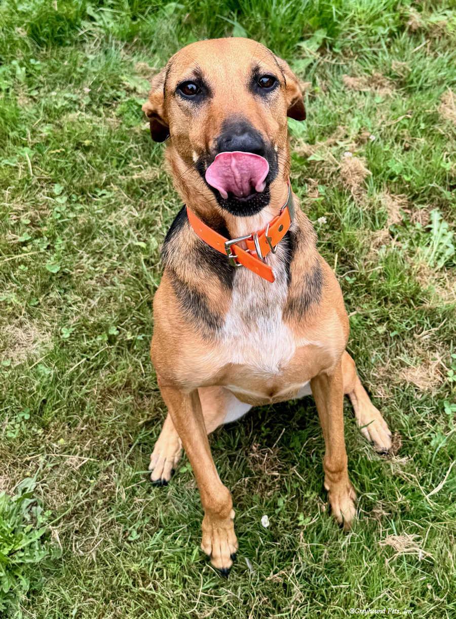 Enlarge Kim, a Adoptable Saluki in Woodinville, WA image 2/3