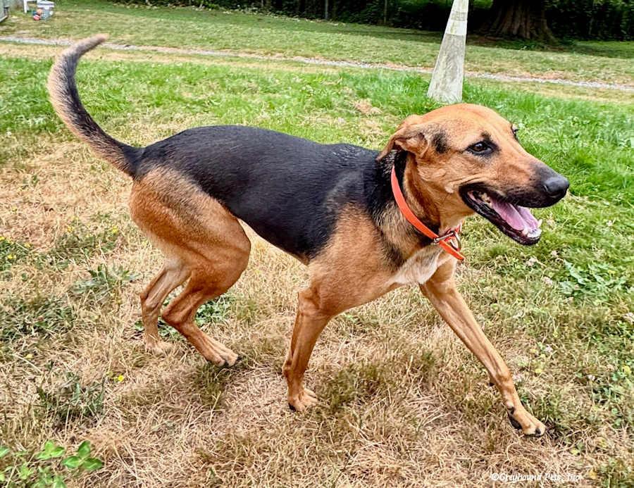Enlarge Kim, a Adoptable Saluki in Woodinville, WA image 3/3