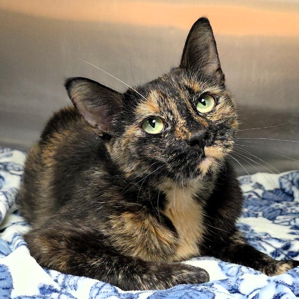 Sissy, Adoptable, Adult Female Domestic Short Hair.