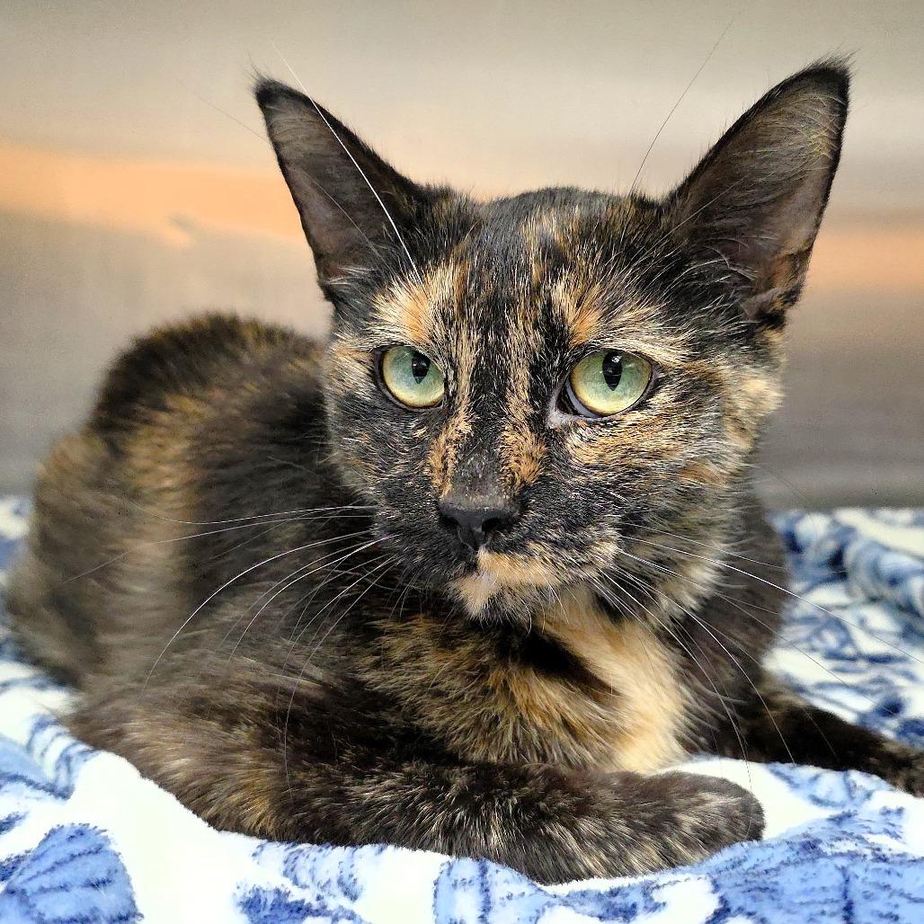 Enlarge Sissy, a Adoptable Domestic Short Hair in Michigan City, IN image 2/6