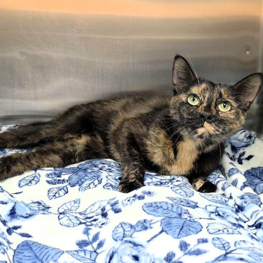 Enlarge Sissy, a Adoptable Domestic Short Hair in Michigan City, IN image 3/6