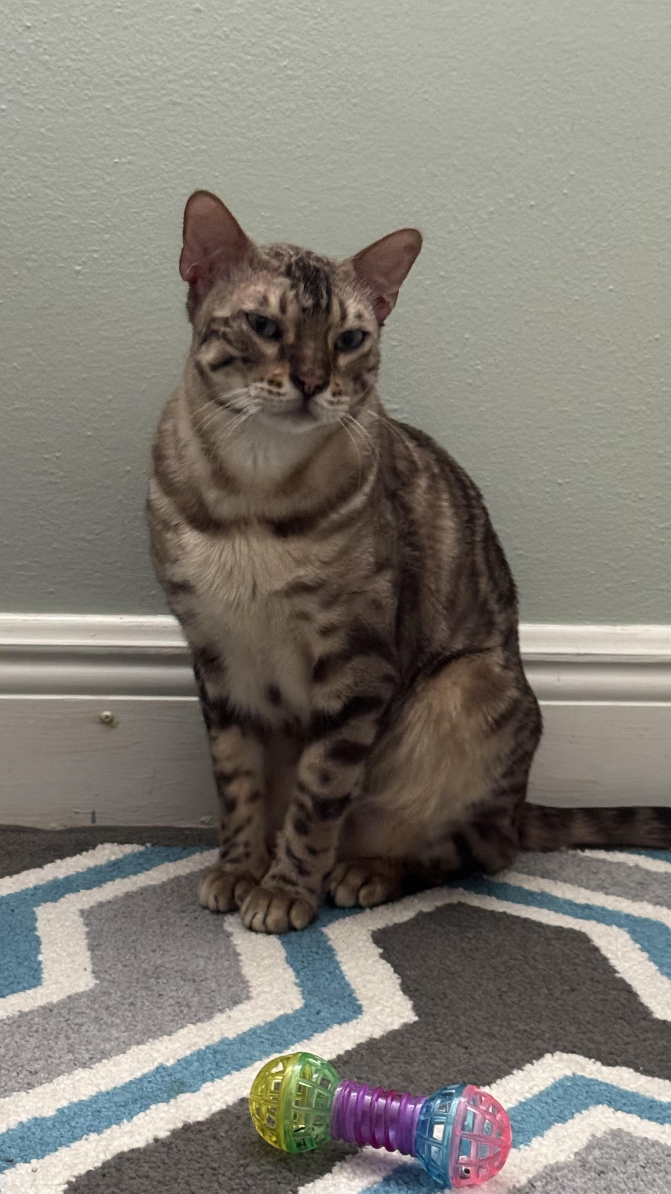 Enlarge Julien, a Adoptable Bengal in Fern Park, FL image 2/5