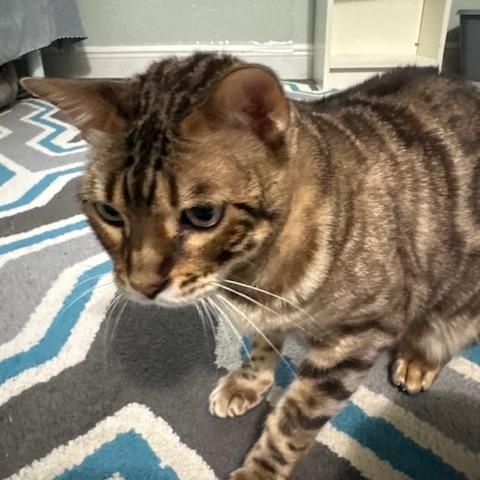 Enlarge Julien, a Adoptable Bengal in Fern Park, FL image 3/5