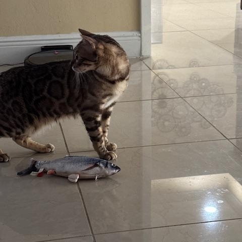 Enlarge Julien, a Adoptable Bengal in Fern Park, FL image 4/5