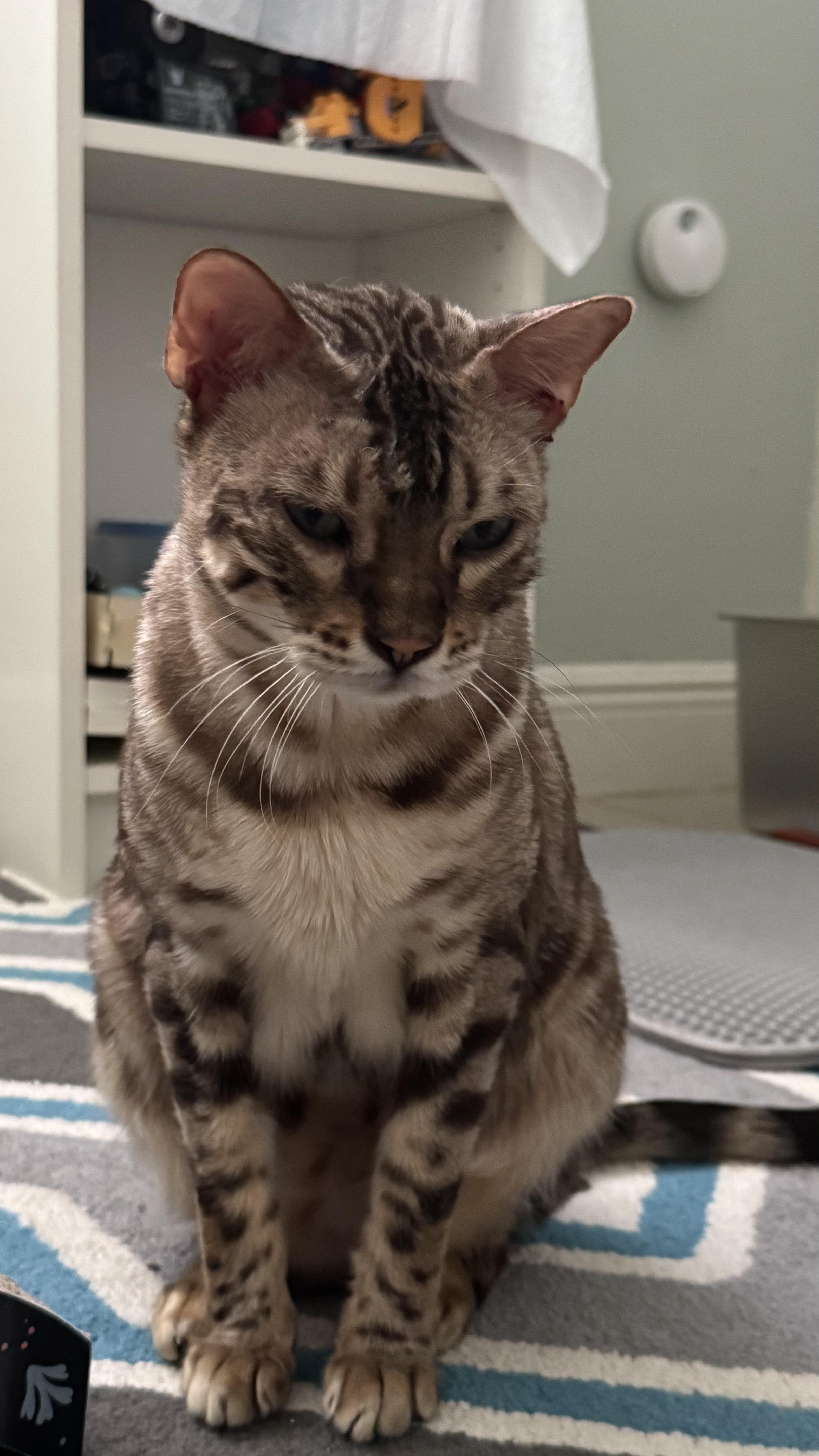 Enlarge Julien, a Adoptable Bengal in Fern Park, FL image 1/5